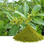 Gurmar Powder (100 gms)